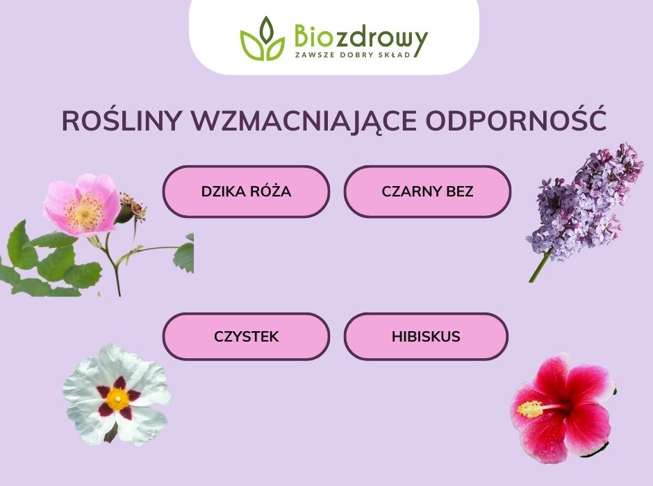 Rośliny wzmacniające odporność - infografika