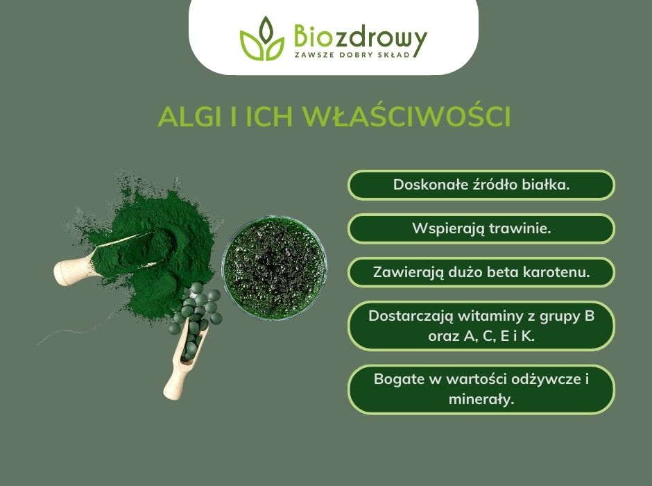 Algi i ich właściwości - infografika