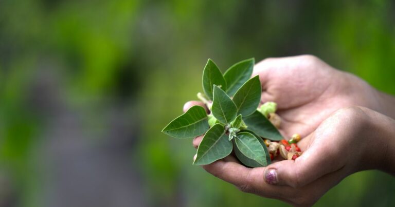 Ranking Bacopa Monnieri (Brahmi) - obrazek wyróżniający