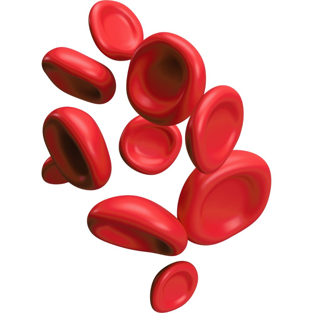 czerwone krwinki grafika