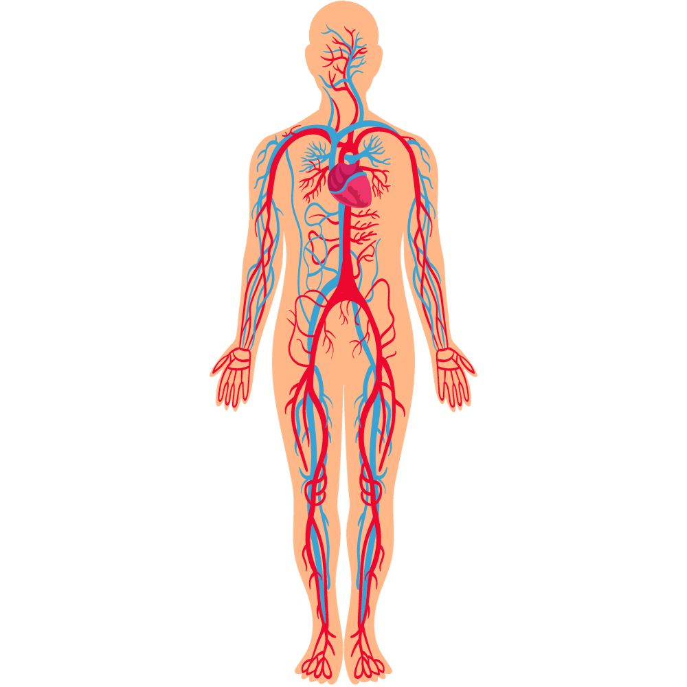 układ krwionośny człowieka grafika