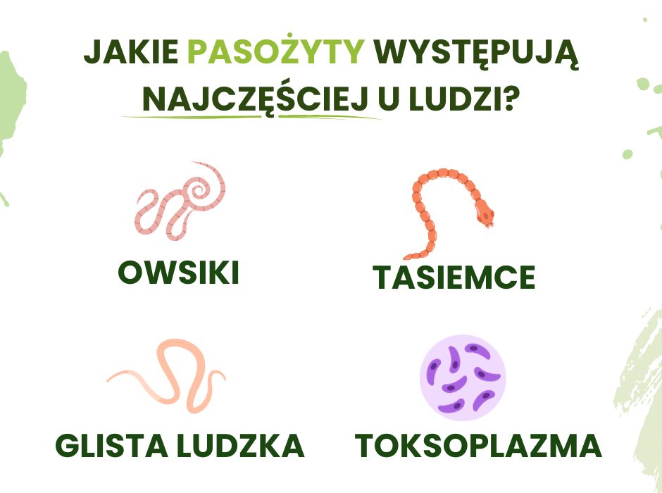 Pasożyty u ludzi - infografika
