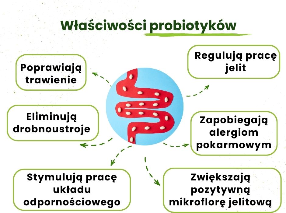Właściwości probiotyków - infografika