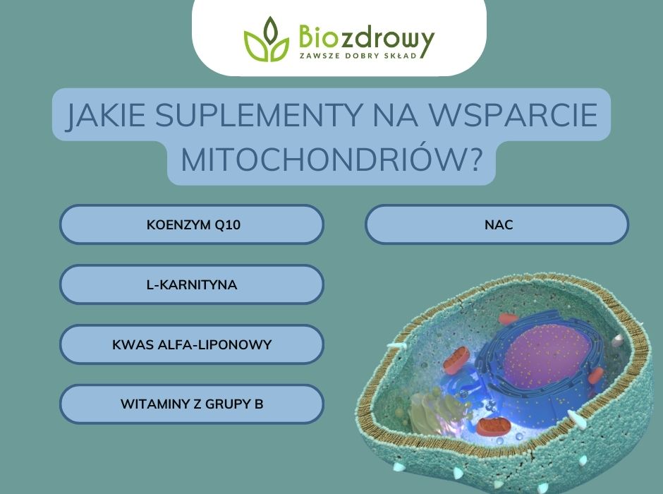 Jakie suplementy na wsparcie mitochondriów - infografika
