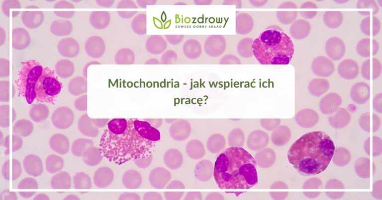 Mitochondria - jak wspierać ich pracę|Suplementy na mitochondria infografika