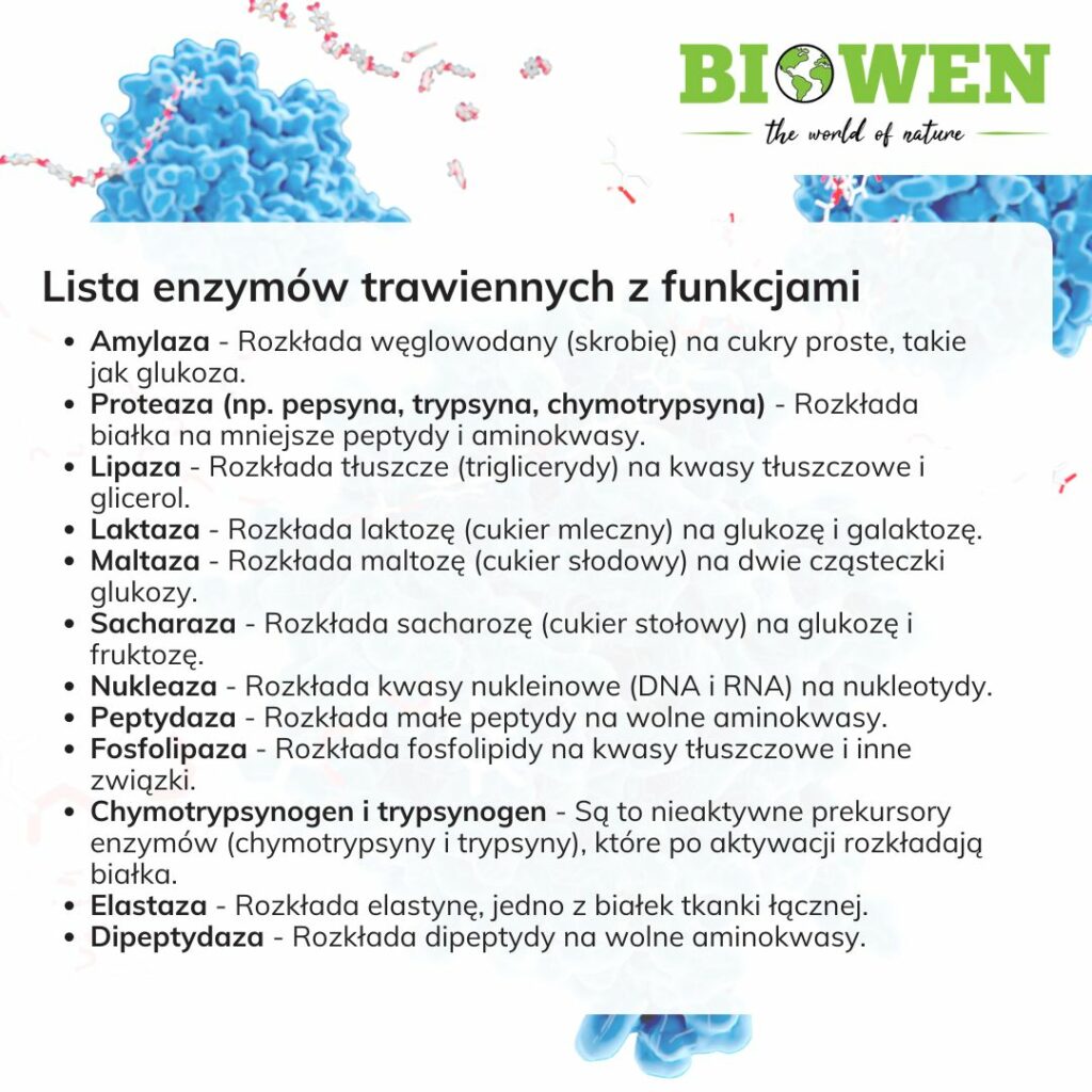 Lista enzymów trawiennych z funkcjami grafika