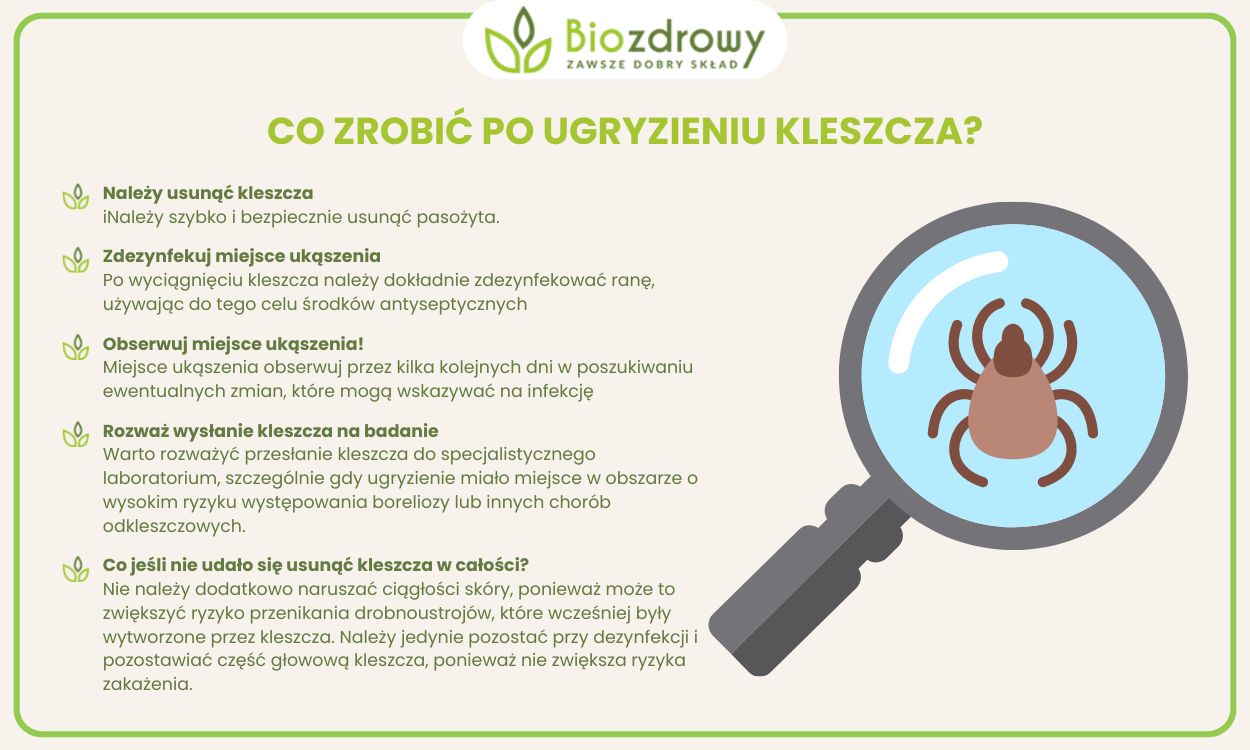 infografika co zrobić po ugryzieniu kleszcza