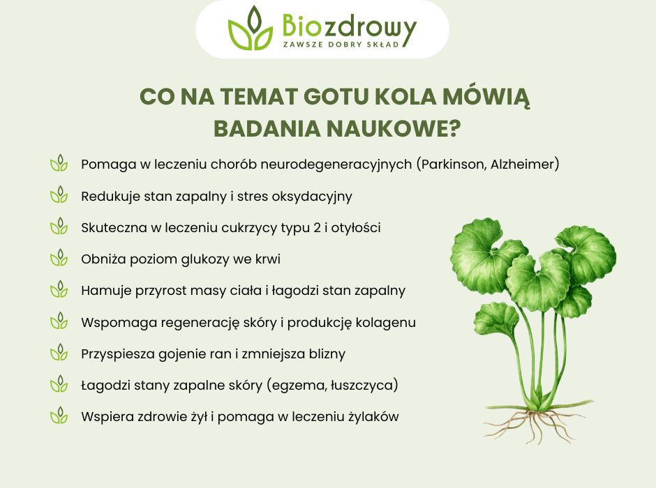 Gotu kola badania - infografika