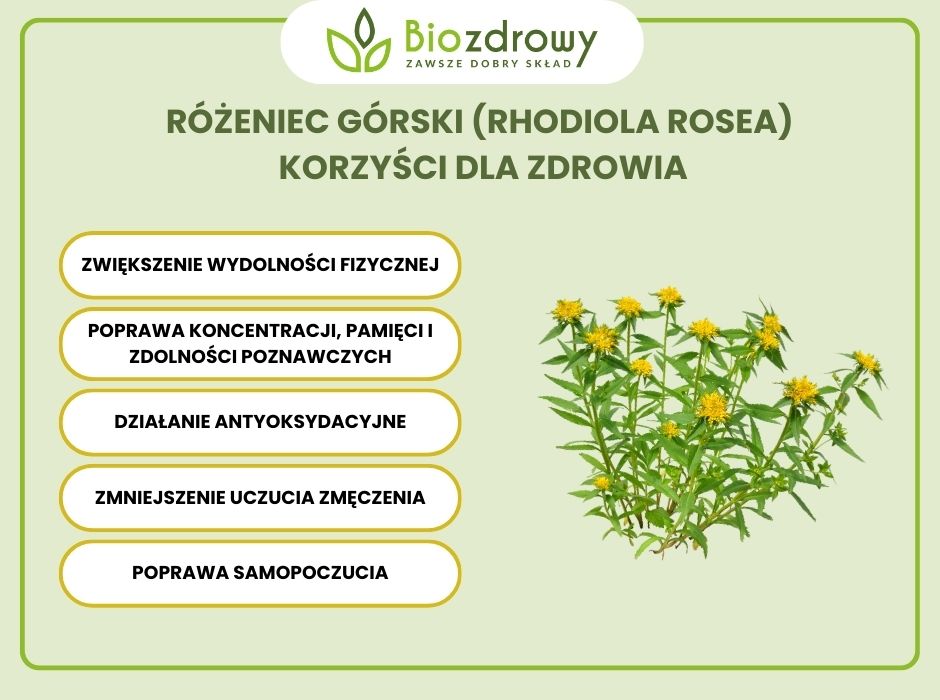 Różeniec górski - właściwości - infografika