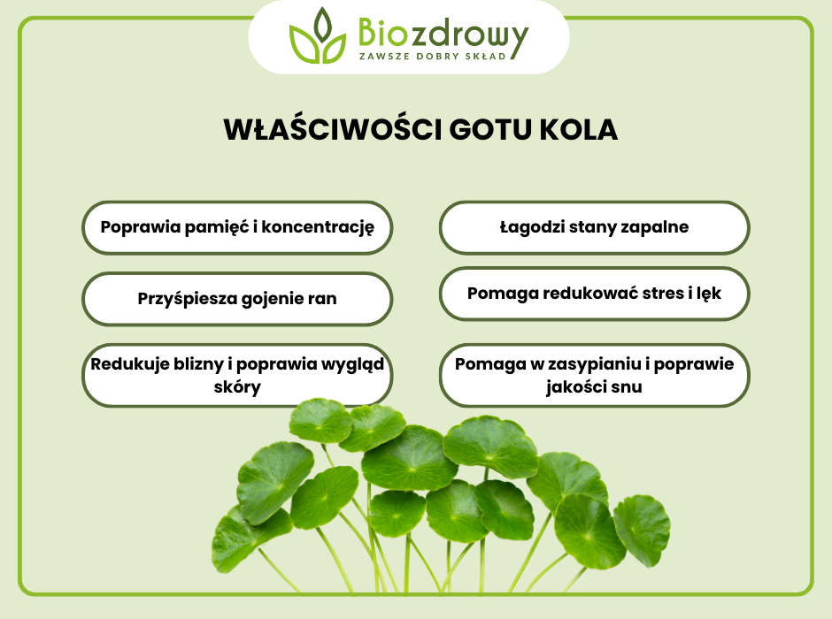 Właściwości gotu kola - infografika