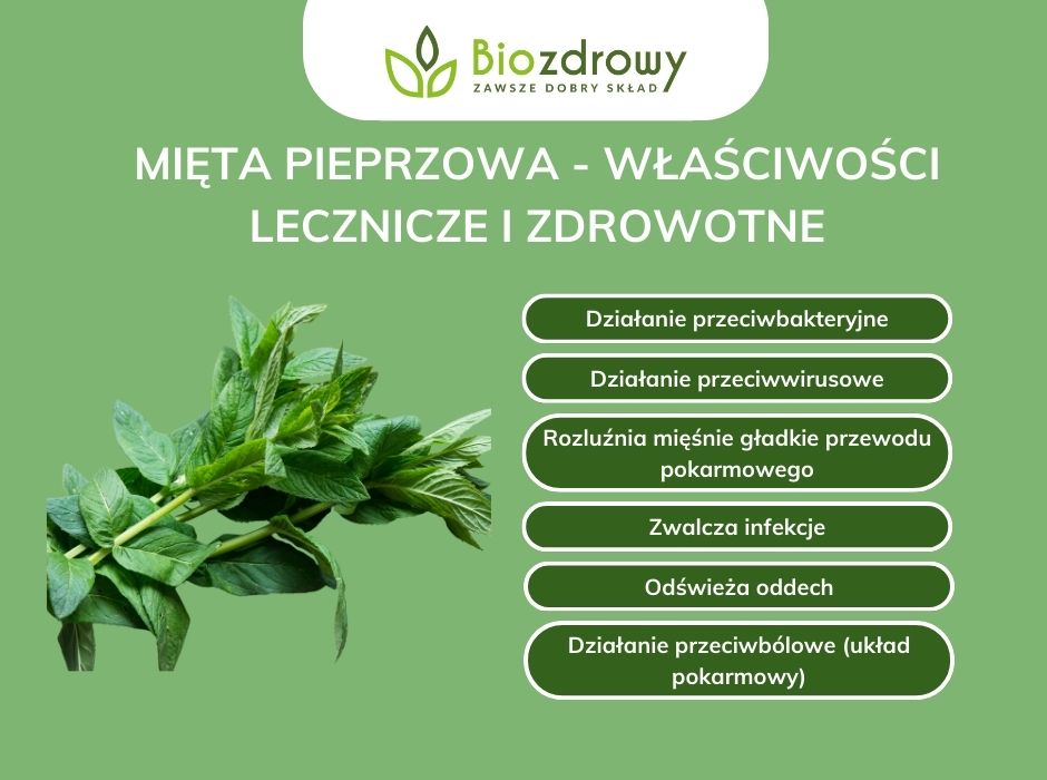 Mięta pieprzowa - właściwości lecznicze i zdrowotne - infografika