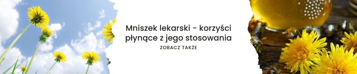 Mniszek lekarski - korzyści płynące z jego stosowania- obrazek zobacz także