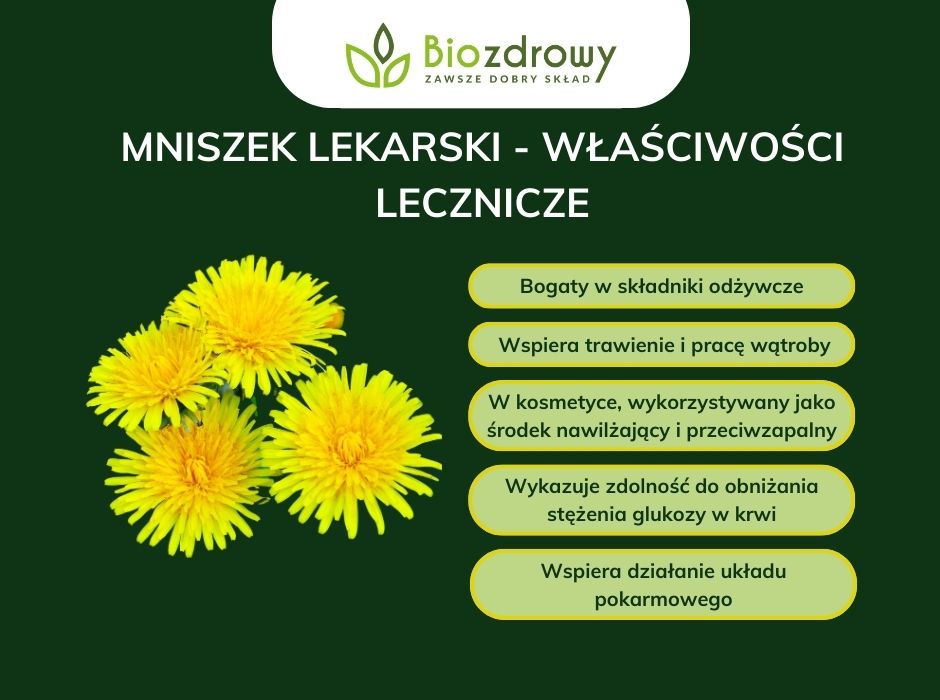 Mniszek lekarski - właściwości lecznicze - infografika