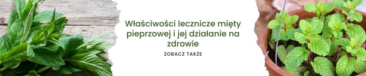 Właściwości lecznicze mięty pieprzowej i jej działanie na zdrowie - obrazek zobacz także