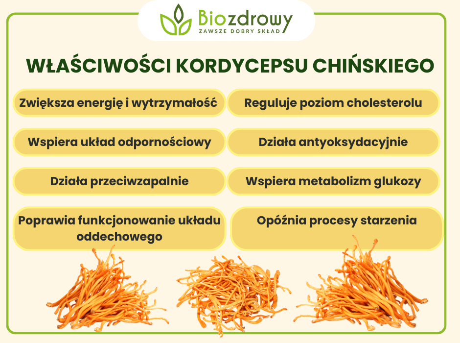 Kordyceps chiński właściwości - infografika