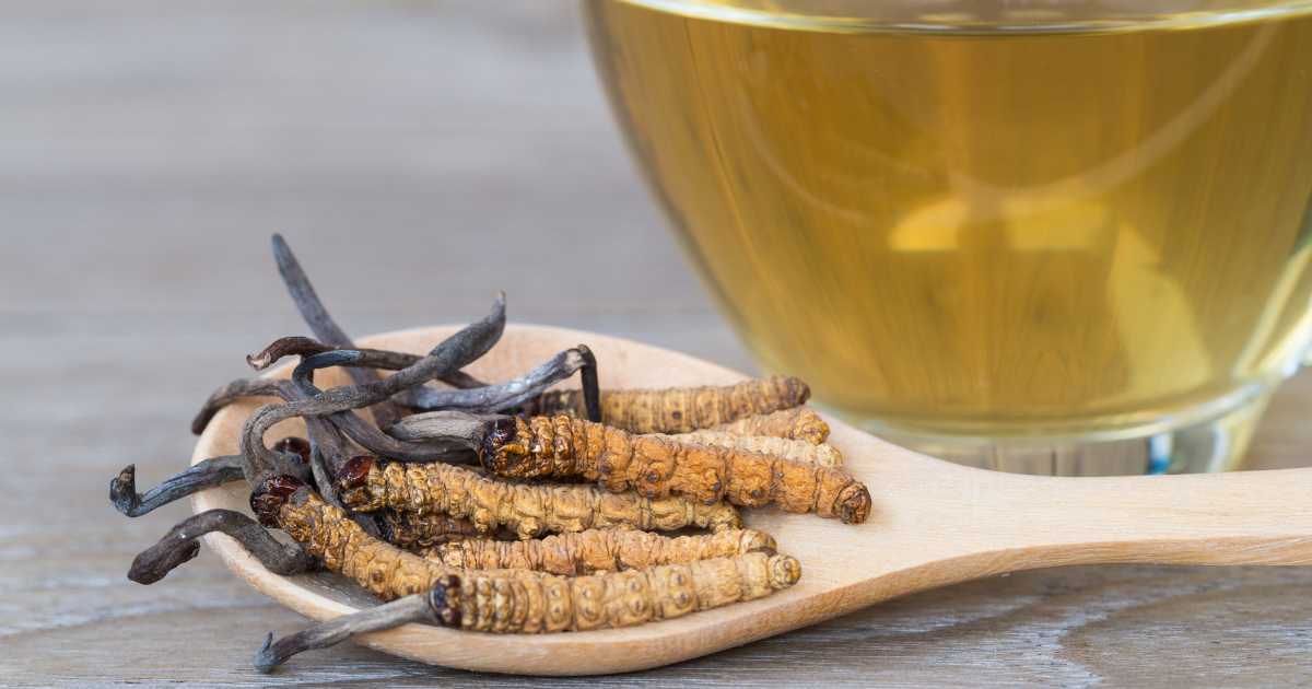 Cordyceps chiński - zdjęcie poglądowe