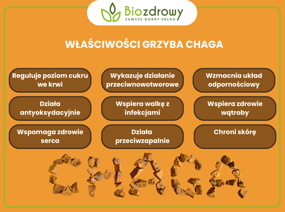 Grzyb chaga właściwości - infografika