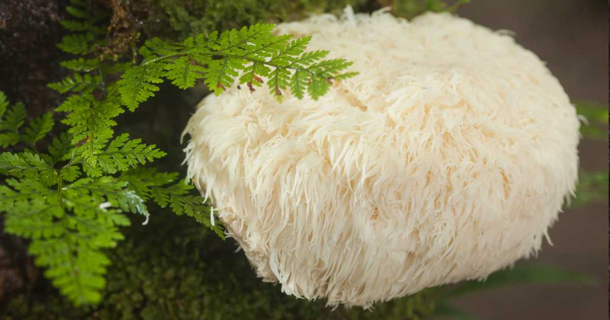 Na co działa soplówka jezowata (lion's mane). Właściwości i zastosowanie - obrazek wyróżniający