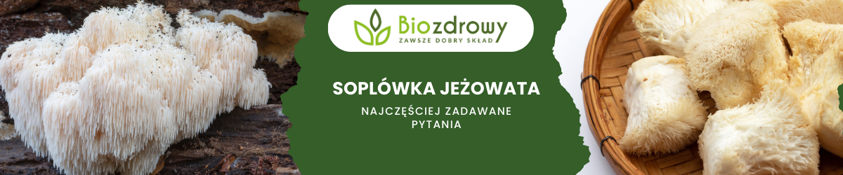 Soplówka jeżowata FAQ - zdjęcie poglądowe