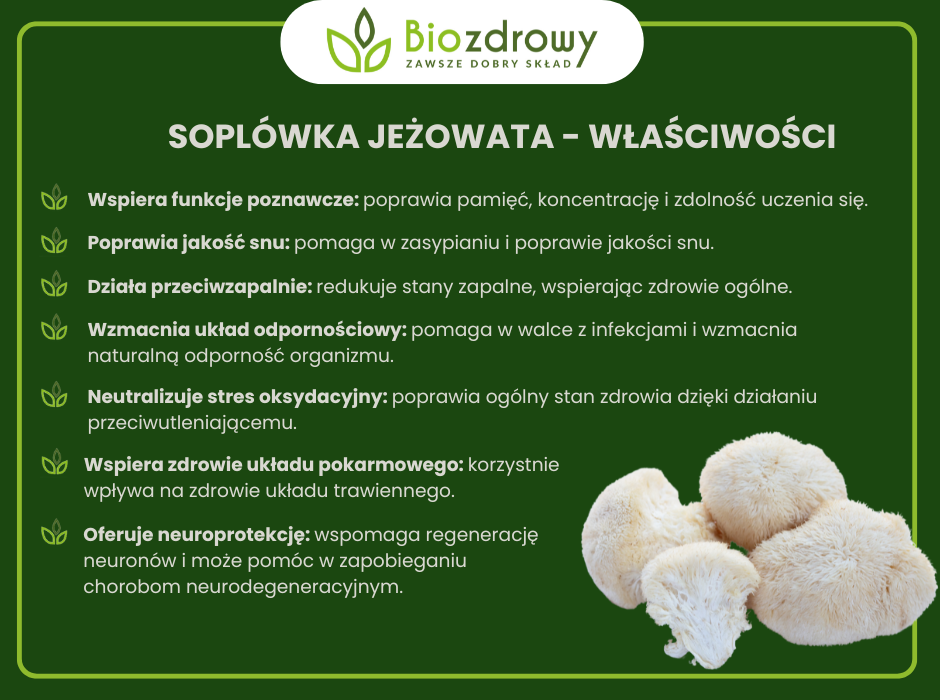 Soplówka jeżowata właściwości - infografika