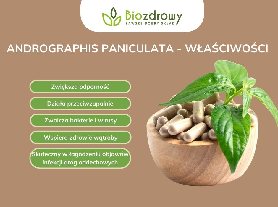 Andrographis paniculata - właściwości - infografika