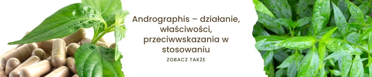 Andrographis – działanie, właściwości, przeciwwskazania w stosowaniu - obrazek zobacz także