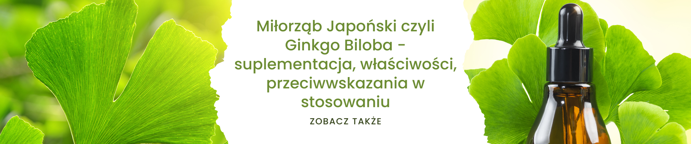 Miłorząb Japoński czyli Ginkgo Biloba - suplementacja, właściwości, przeciwwskazania w stosowaniu - obrazek zobacz także