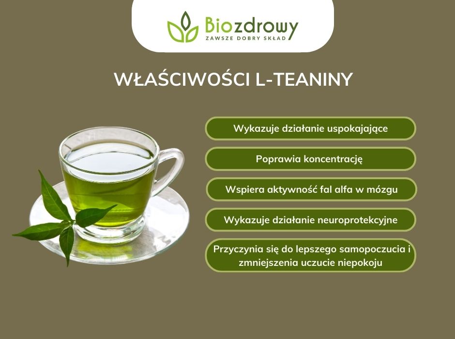 Właściwości L-teaniny - infografika