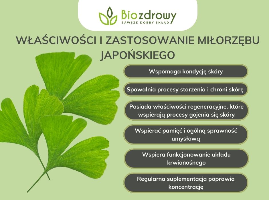 Właściwości i zastosowanie miłorzębu japońskiego - infografika