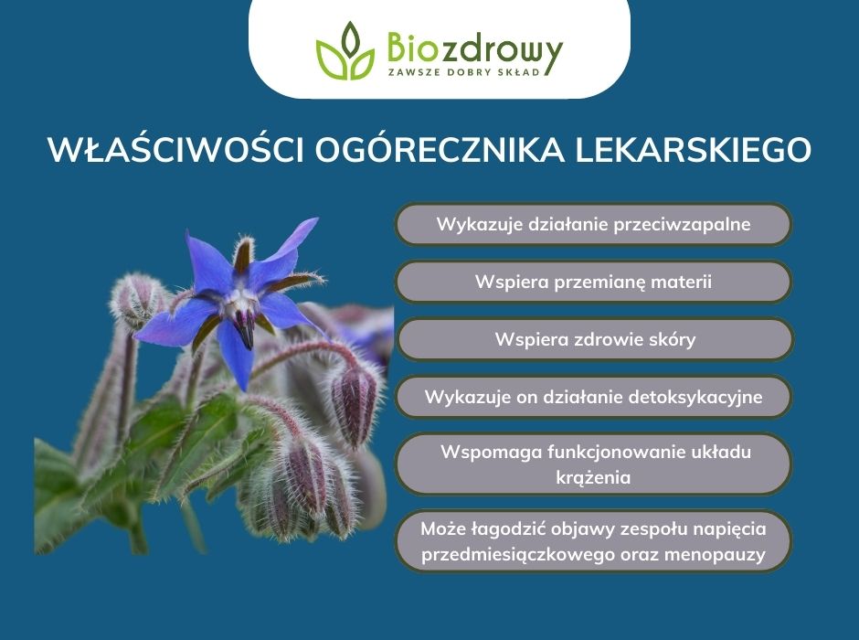 Właściwości ogórecznika lekarskiego - infografika