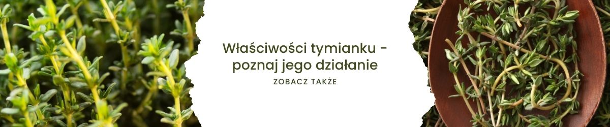 Właściwości tymianku - poznaj jego działanie - obrazek zobacz także