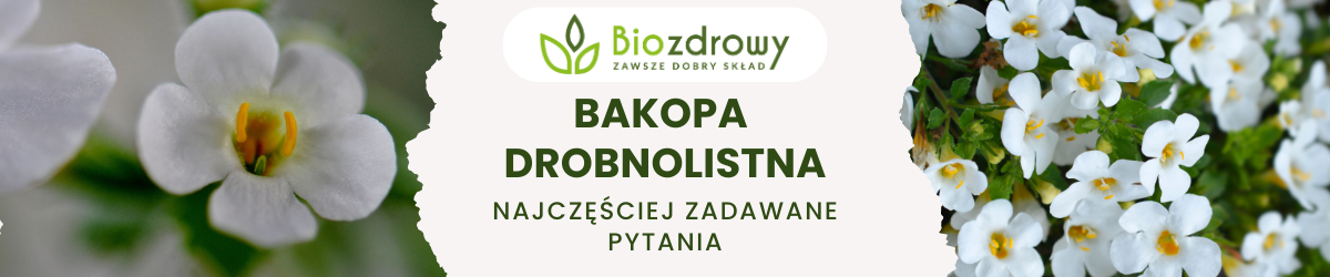 Bakopa drobnolistna FAQ - zdjęcie poglądowe