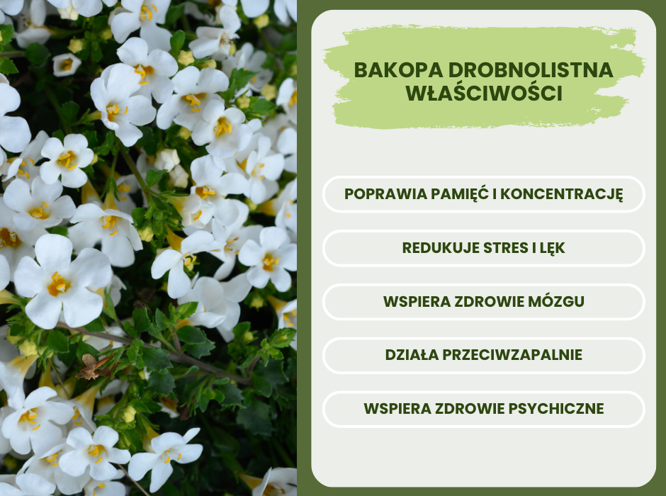 Bakopa drobnolistna właściwości - infografika