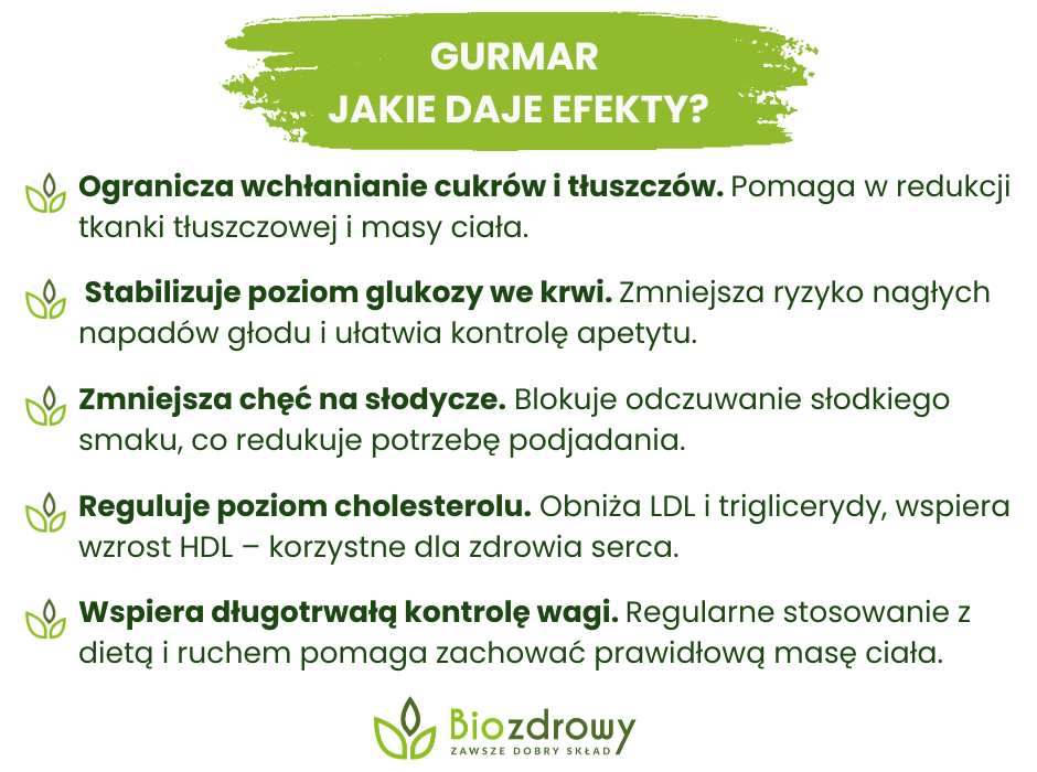 Gurmar - jakie daje efekty? - infografika