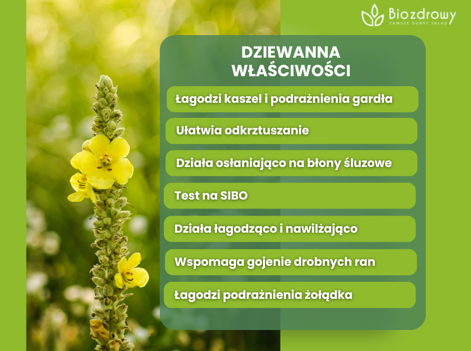 Dziewanna właściwości - infografika