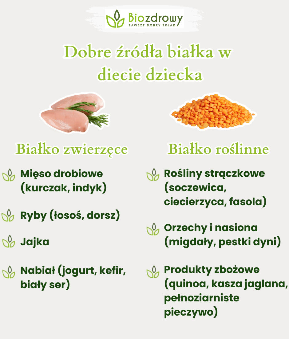 Dobre źródła białka - infografika