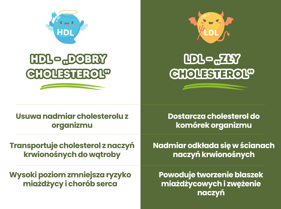 Cholesterol HDL konta LDL - infografika