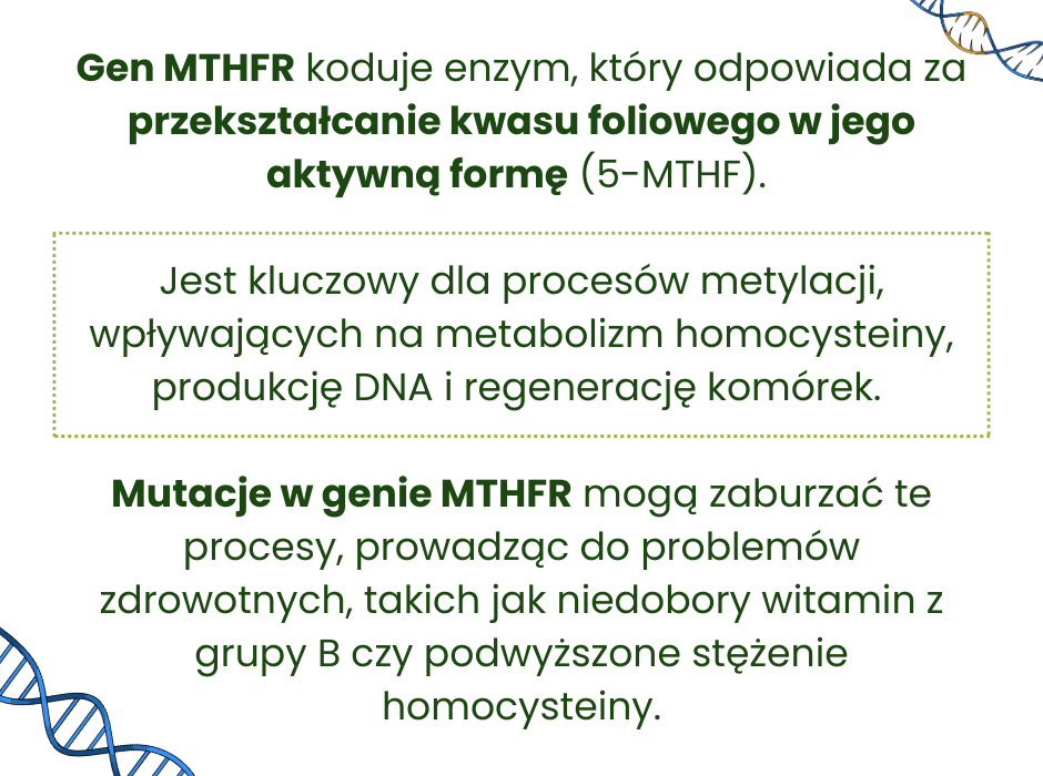 Co to jest gen MTHFR - infografika