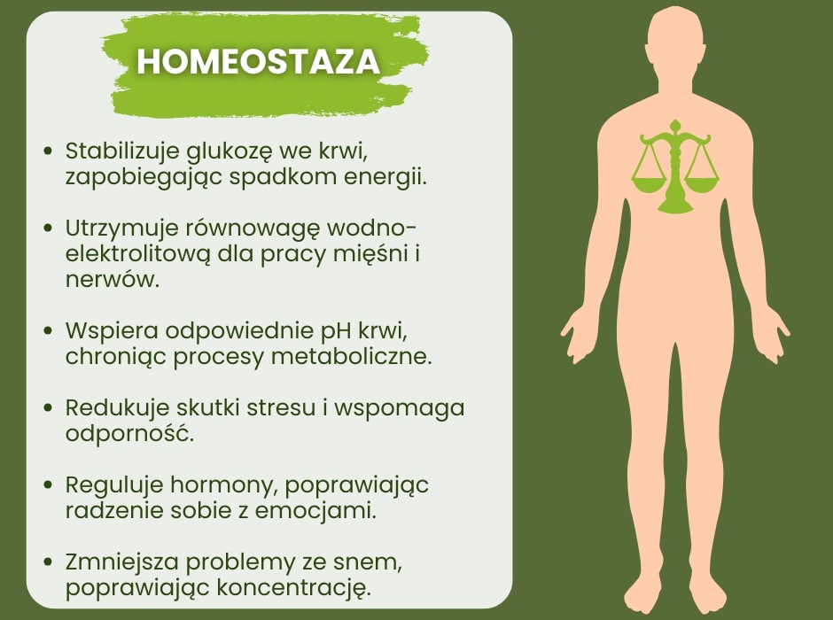 Homeostaza co reguluje - infografika