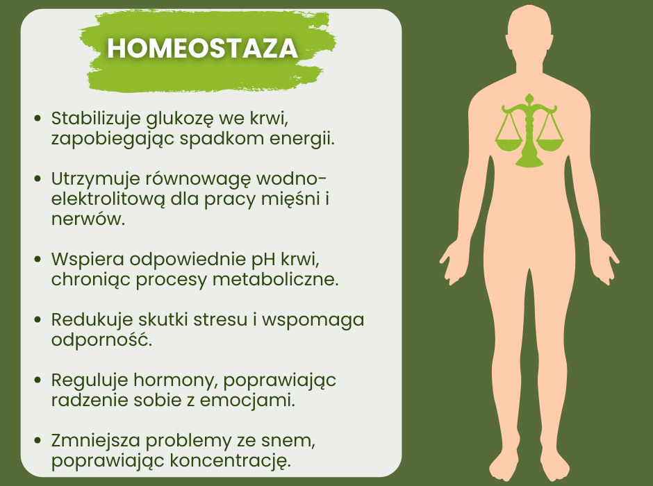 Homeostaza co reguluje? - infografika