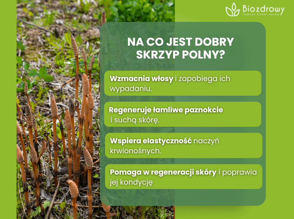 Na co dobry jest skrzyp polny - infografika