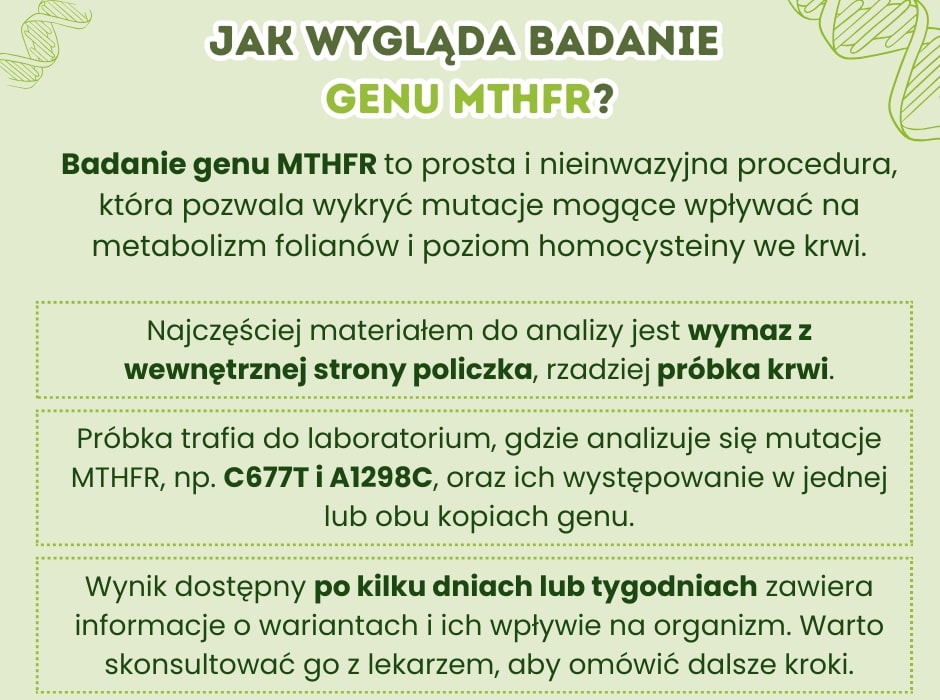 Badanie genu MTHFR - infografika