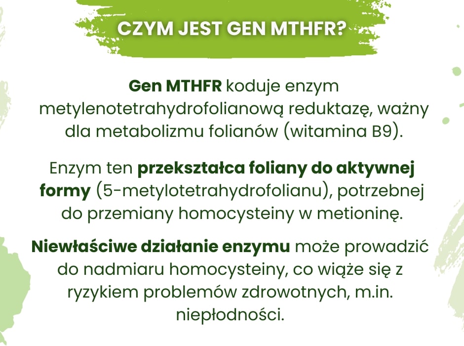 Czym jest gen MTHFR - infografika