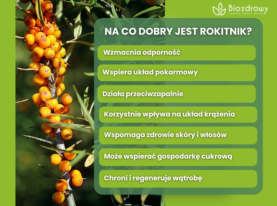 Na co dobry jest rokitnik - infografika