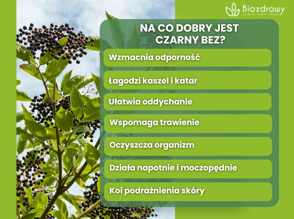 Na co dobry jest czarny bez? - infografika