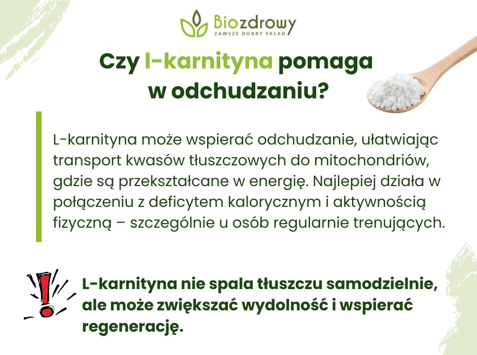 L-karnityna a odchudzanie - infografika