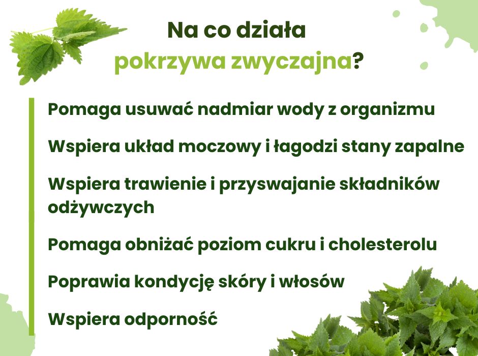 Pokrzywa zwyczajna właściwości - infografika