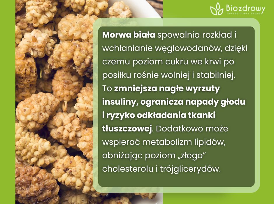 Morwa biała - infografika