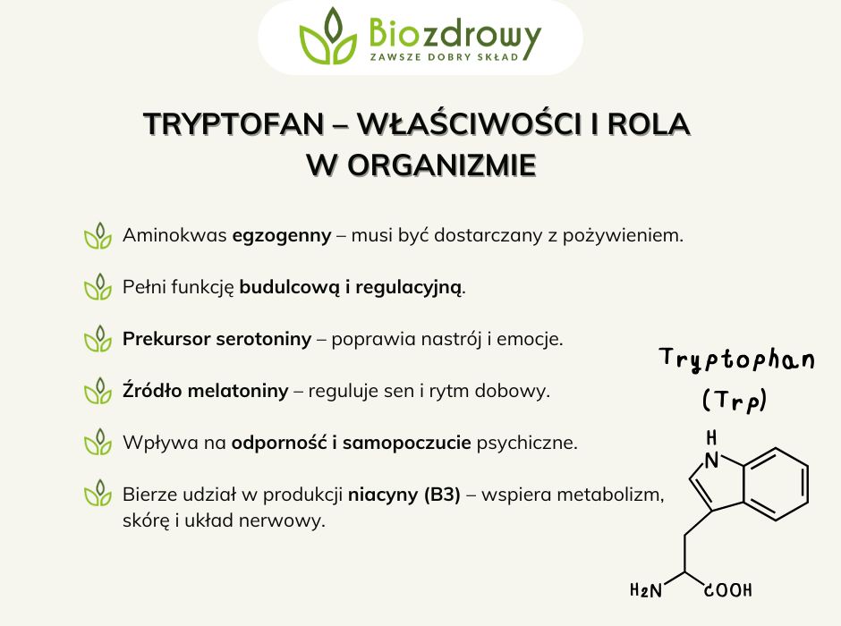 Tryptofan–właściwości i rola w organizmie - infografika