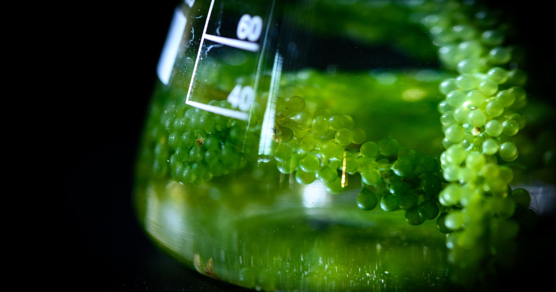 Mikroalgi morskie – naturalne źródło oleju z alg bogatego w kwasy omega-3.
